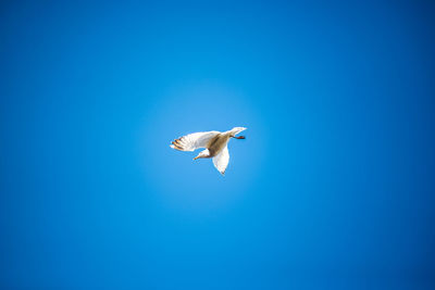 Low angle view of seagull flying