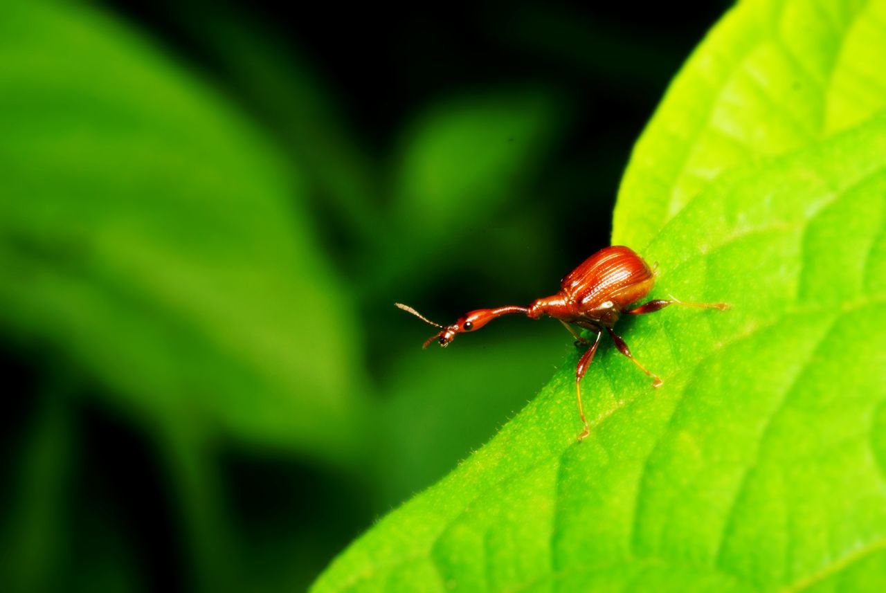 Trachelophorus giraffa