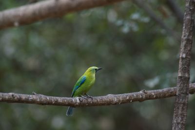 Close-up of bird perching on branch