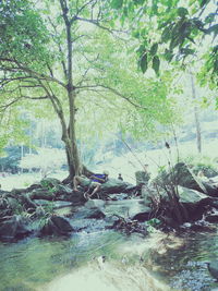 Scenic view of river in forest