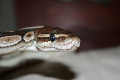 Close-up side view of snake