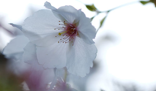 Close-up of insect on flower