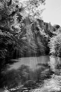View of river passing through forest