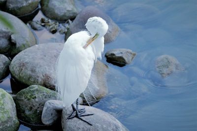 Egret cleaning it self standing on a rock.