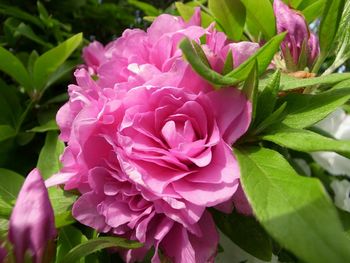 Close-up of pink flowers