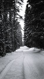 Snow covered trees in forest