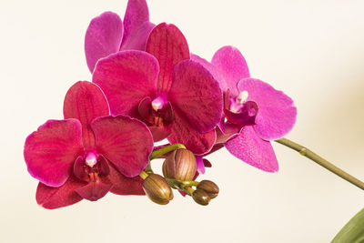 Close-up of pink flowers against white background