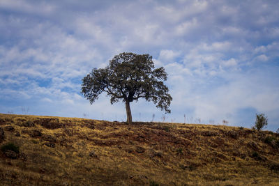 View of tree on landscape against sky