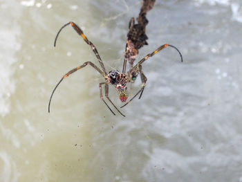 Close-up of insect on water