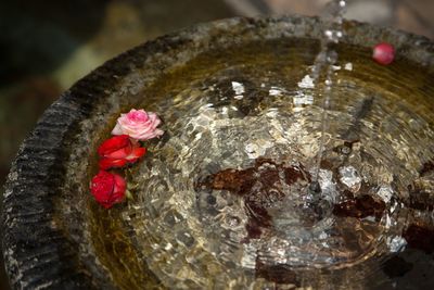 Close-up of red rose