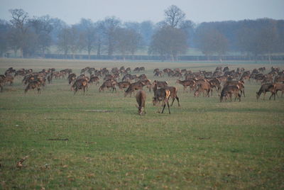 Horses on field against sky