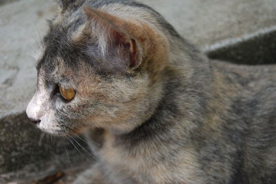 Close-up of cat relaxing outdoors