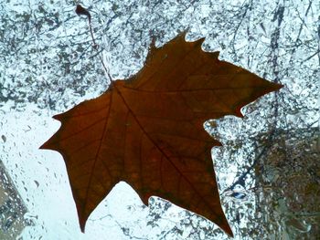 Low angle view of leaves on tree