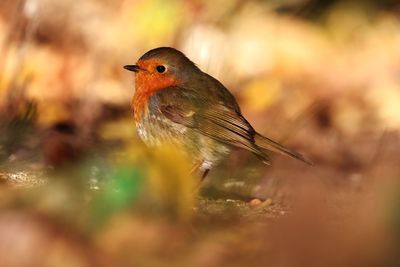 Close-up of bird perching on a land