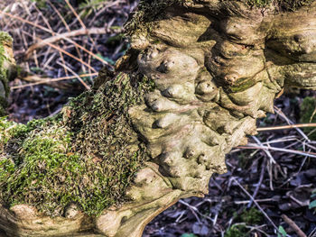 Close-up of moss growing on tree trunk
