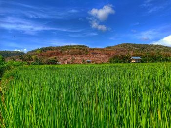 Scenic view of agricultural field against sky