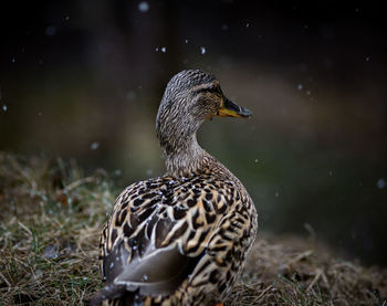 Close-up of a duck on land