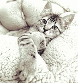 Close-up portrait of a cat