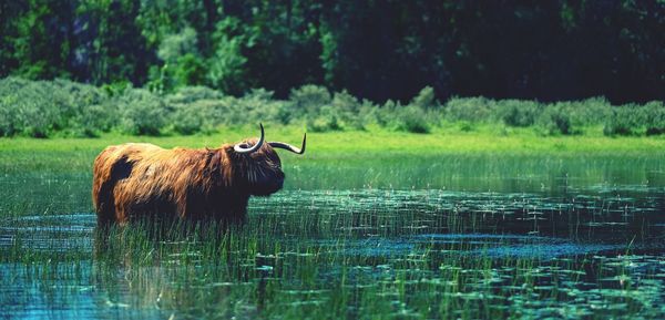 Horse standing in a lake