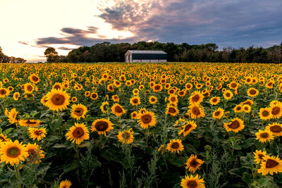 Scenic view of sunflower field against cloudy sky