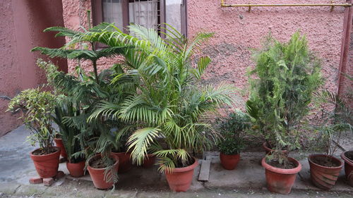 Potted plants against wall in yard