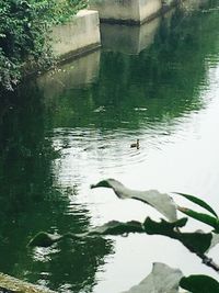 Bird flying over lake