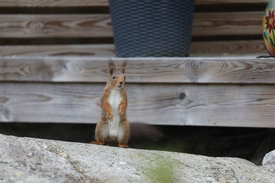 Close-up of squirrel on a rock