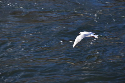 Swan flying over lake
