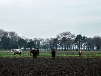 Horses grazing on field against sky