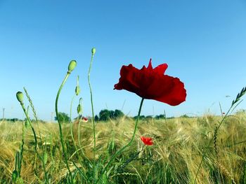 Red poppy flowers in field against clear blue sky