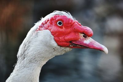 Close-up of duck