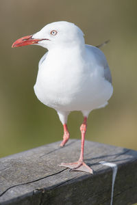 Close-up of seagull perching