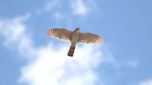 Low angle view of hawk in cloudy sky