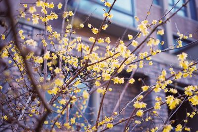 Close-up of yellow flowering plant