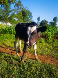 Cow standing in a field