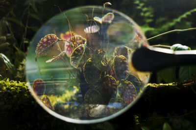 Close-up of jellyfish in glass