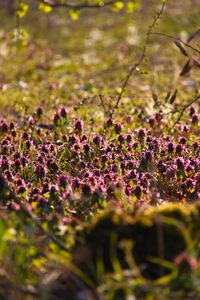 Close-up of purple flowering plants on land