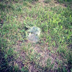 Plants growing on grassy field