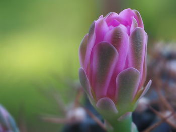 Close-up of pink rose flower