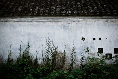 Close-up of plants against built structure