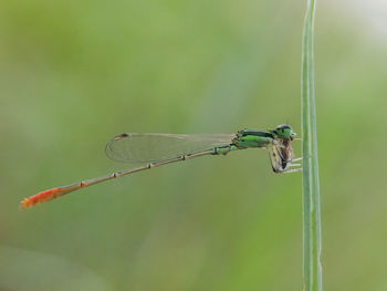 A needle dragonfly enjoying a meal