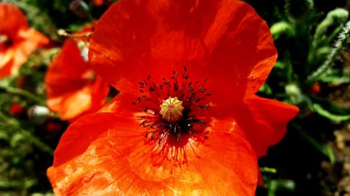 Close-up of fresh red hibiscus blooming outdoors