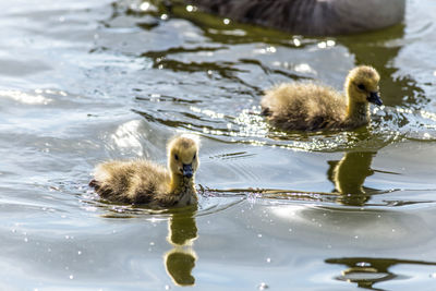 Young bird in lake