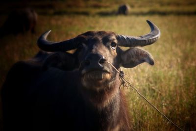 Portrait of a horse on field