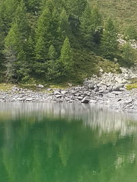 Scenic view of lake in forest