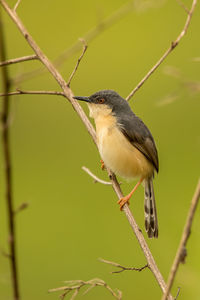 Close-up of bird perching on branch