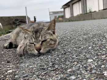 Cat relaxing on street against buildings