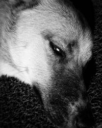 Close-up portrait of dog