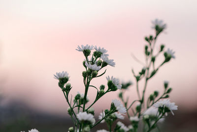 Close-up of flowering plant against sky