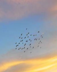 Low angle view of birds flying in sky